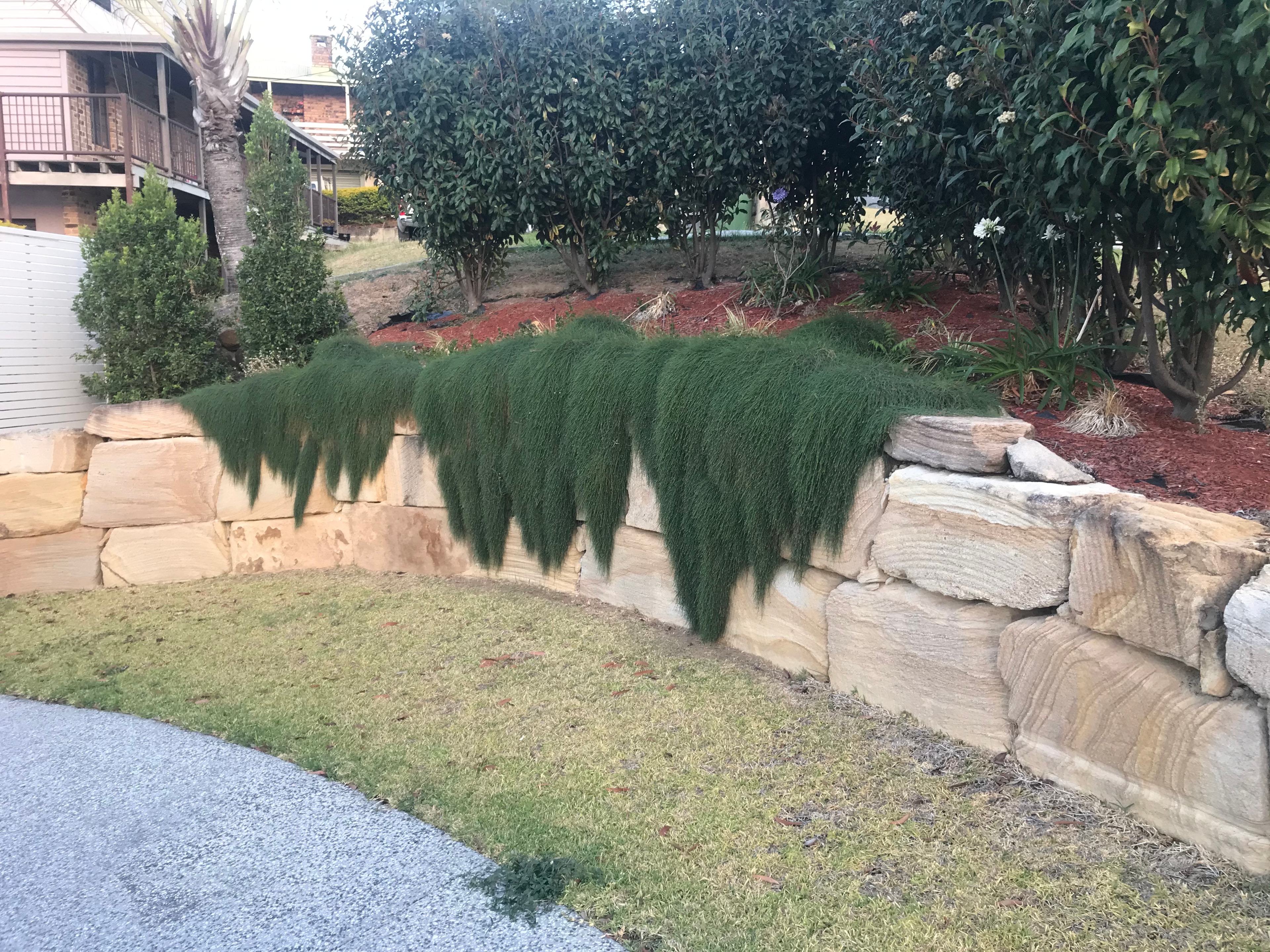 Sandstone retaining wall with cascading cousin it grass planting